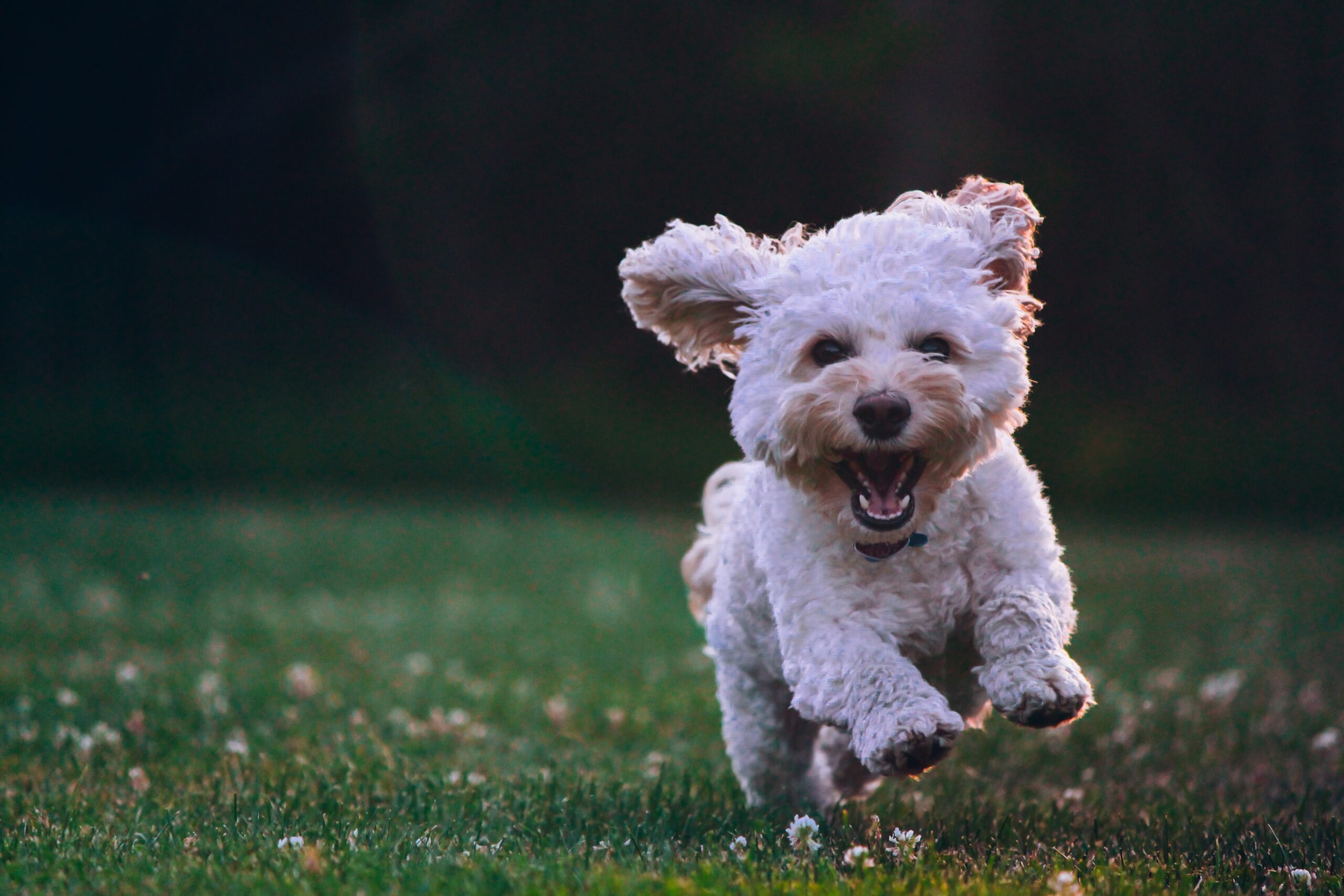 Perpetual Optimism: A Fresh Path for the Next Stage of Life 